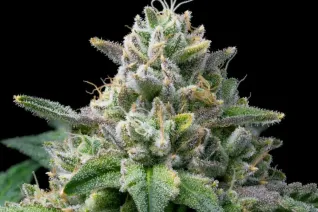 Flower Product Category Image