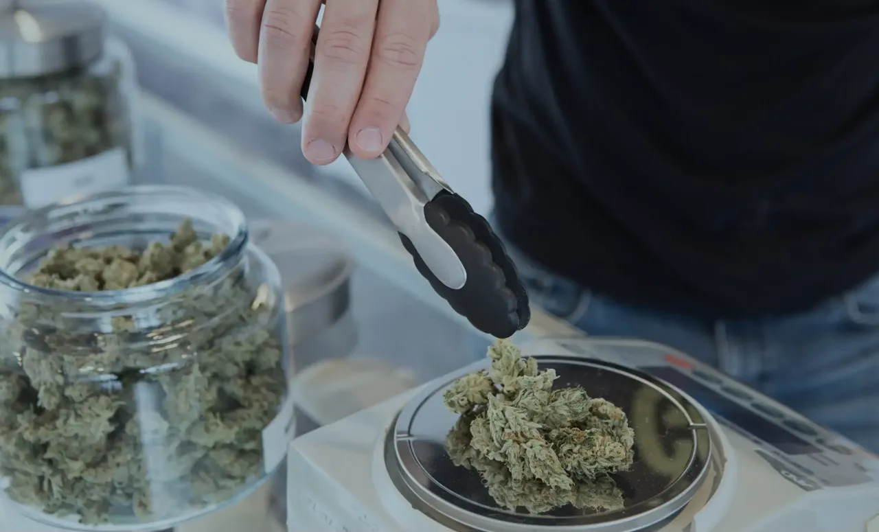 Cannabis Background Image